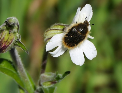 Coleoptera_Oxythyrea funesta