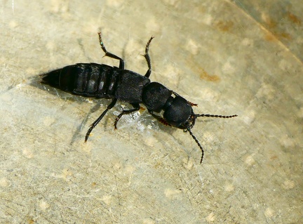 Coleoptera_Ocypus olens