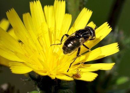 Diptera_Eristalinus aeneus-1
