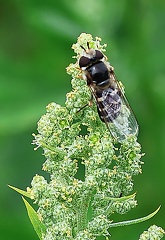 Diptera_Scaeva pyrastri 