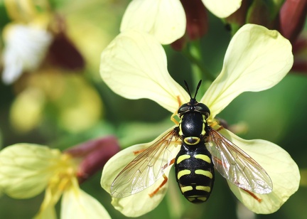 Diptera_Chrysotoxum festivum