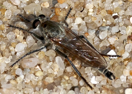 Diptera_Philonicus albiceps