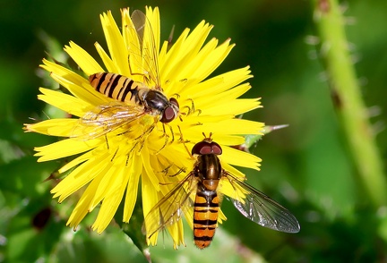 Diptera_Episyrphus balteatus-1