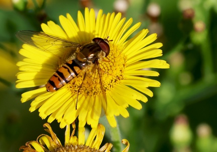 Diptera_Episyrphus balteatus-2