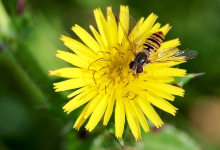 Diptera_Episyrphus balteatus-3