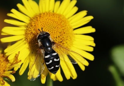 Diptera_Scaeva pyrastri-2