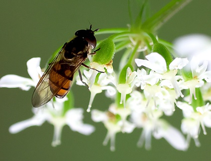 Diptera_Xanthandrus comtus