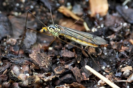 Diptera_Nephrotoma quadrifaria
