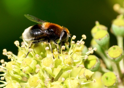Diptera_Eristalis intricaria