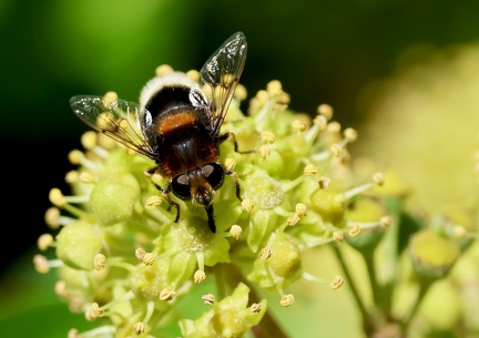 Diptera_Eristalis intricaria-1