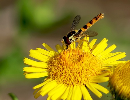 Diptera_Sphaerophoria scripta-3