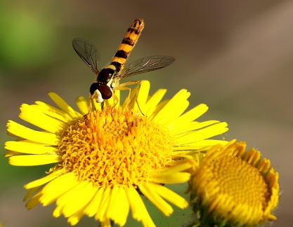 Diptera_Sphaerophoria scripta-1