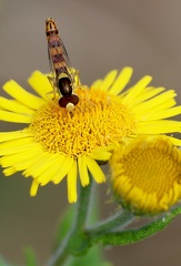 Diptera_Sphaerophoria scripta-2