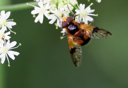 Diptera_Volucella inflata-1
