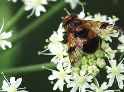 Diptera_Volucella inflata