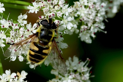 Diptera_Myathropa florea-1