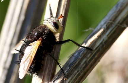 Diptera_Tachina grossa-2