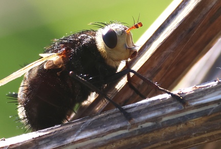 Diptera_Tachina grossa-21
