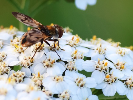 Diptera_Ectophasia crassipennis-5