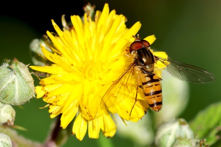 Diptera_Episyrphus balteatus-6