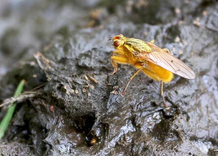 Diptera_Scathophaga stercoraria-2