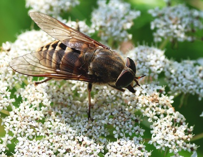 Diptera_Tabanus sudeticus
