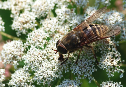 Diptera_Tabanus sudeticus-1