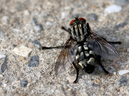 Diptera_Sarcophaga carnaria