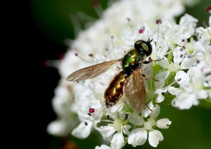 Diptera_Chloromyia formosa