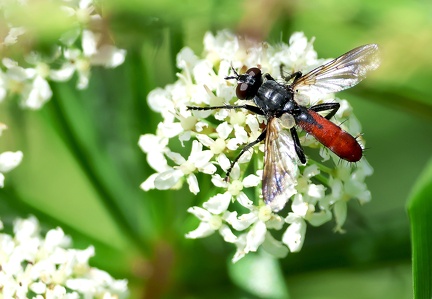 Diptera_Cylindromyia bicolor-2