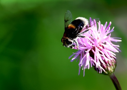 Diptera_Volucella bombylans