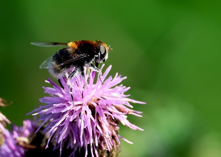 Diptera_Volucella bombylans-1