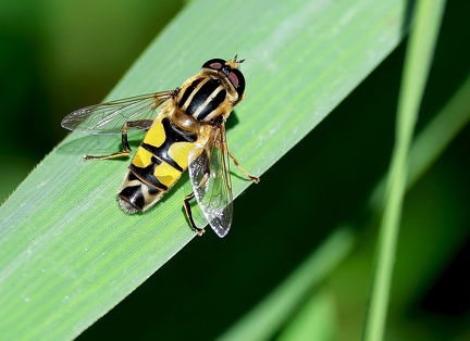 Diptera_Helophilus trivittatus