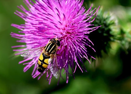 Diptera_Helophilus trivittatus-1