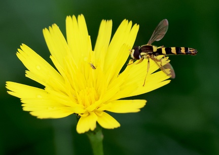 Diptera_Sphaerophoria scripta-7