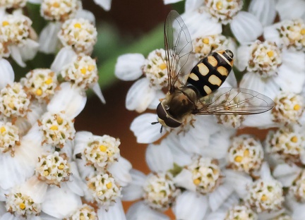 Diptera_Eupeodes luniger