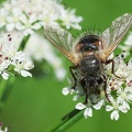 Diptera_Tachina lurida