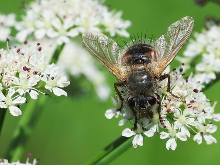 Diptera_Tachina lurida