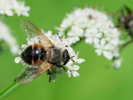 Diptera_Tachina lurida-1