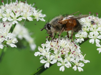 Diptera_Tachina lurida-2