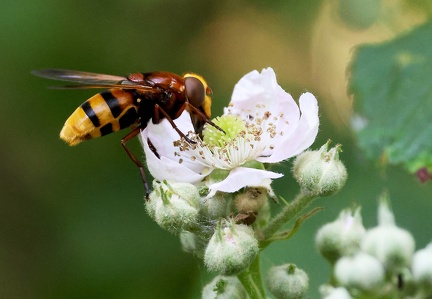 Diptera_Volucella zonaria-1