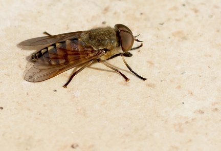 Diptera_Tabanus sudeticus-2