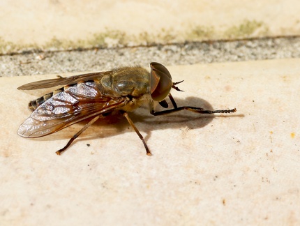 Diptera_Tabanus sudeticus-21