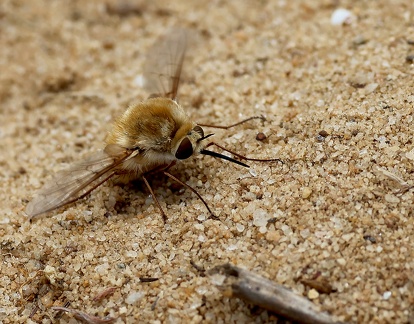Diptera_Systoechus ctenopterus