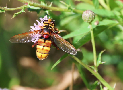 Diptera_Milesia crabroniformis-1