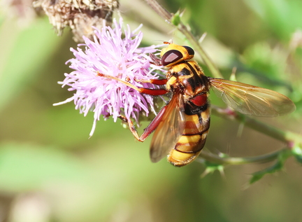 Diptera_Milesia crabroniformis-11