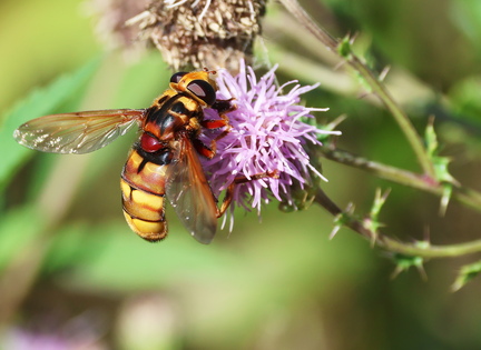Diptera_Milesia crabroniformis-12