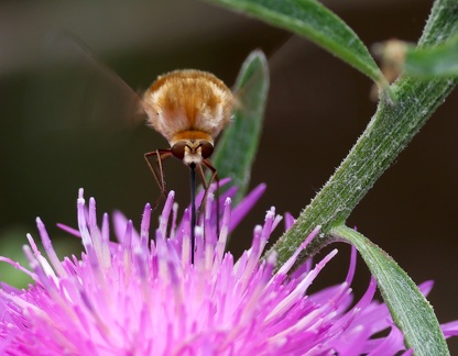 Diptera_Systoechus ctenopterus-1