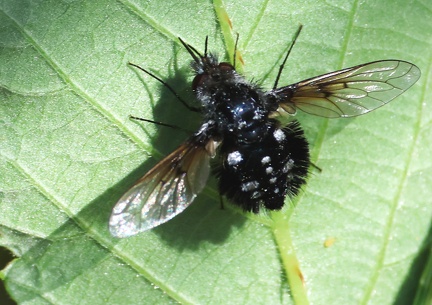 Diptera_Bombylella atra