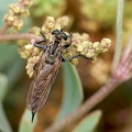 Diptera_Philonicus albiceps